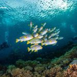 wisata di raja ampat